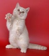 Британский котенок кремового окраса