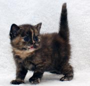 Британский котенок, окрас черно - красная BRI f