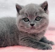 Британский котенок голубого окраса BRI a 