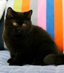 британский короткошерстный котёнок, окрас черный