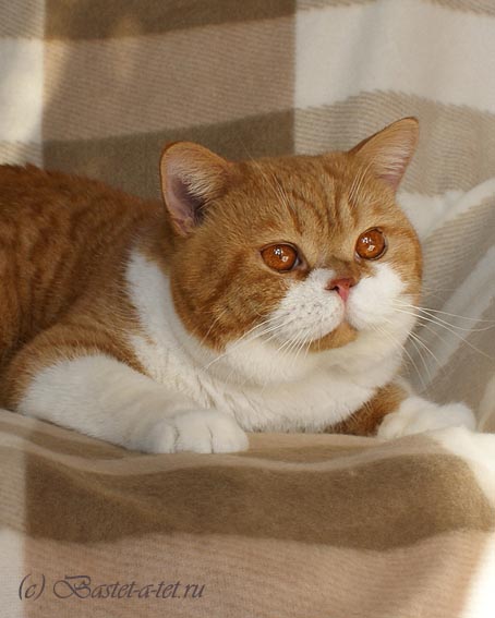 Pridykats Hes A Cracker. Британский кот окраса красный биколор, имп. Англия
