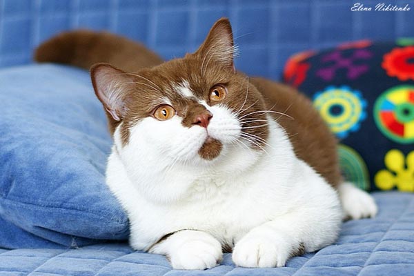 Bastet-a-tet Pepper. Британский кот окрас циннамон с белым BRI o 03