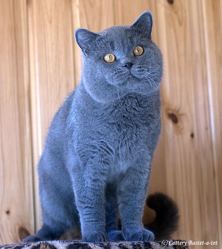 Голубой британец кошка (32 фото)